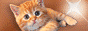 Питомник британских кошек "Renesmee"