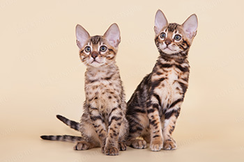 Питомники бенгальских кошек