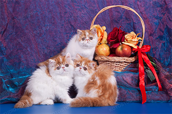 Питомники персидских и экзотических кошек