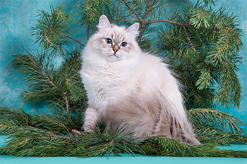 Питомники сибирских кошек невских маскарадных кошек