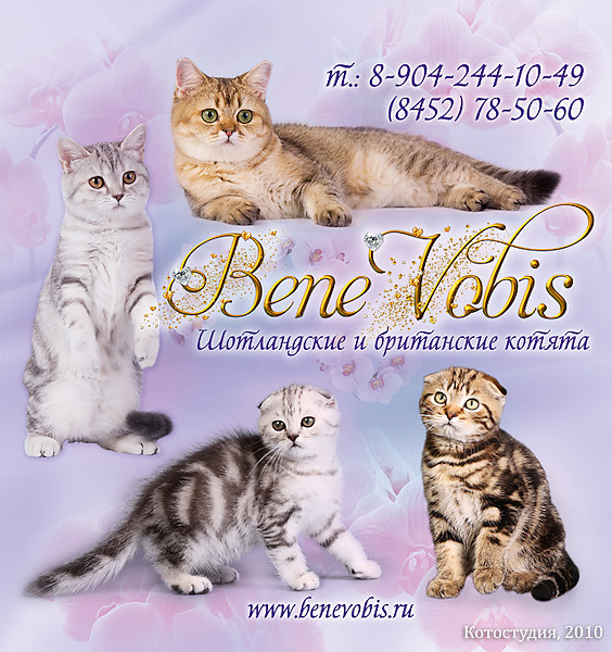 Рекламный баннер для питомника кошек Бене Вобис
