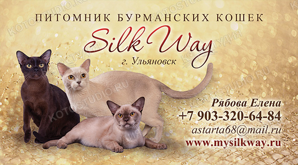 Визитка питомника бурманских кошек Silk Way