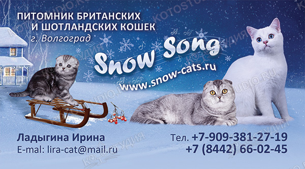 Визитка питомника британских и шотландских кошек Snow Song