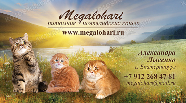 Визитка питомника шотландских кошек Megalohari