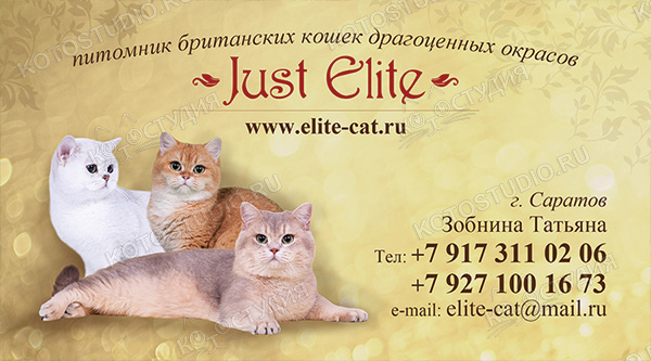 Визитка питомника британских кошек драгоценных окрасов Just Elite