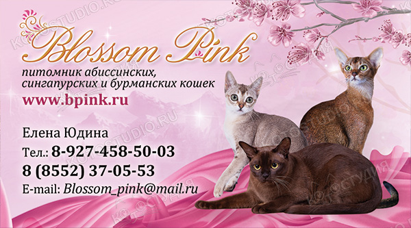 Визитка питомника абиссинских, сингапурских и бурманских кошек Blossom Pink
