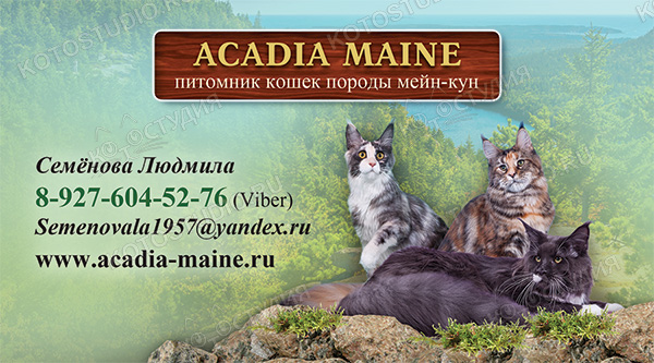 Визитка питомника кошек породы мейн кун Acadia Maine