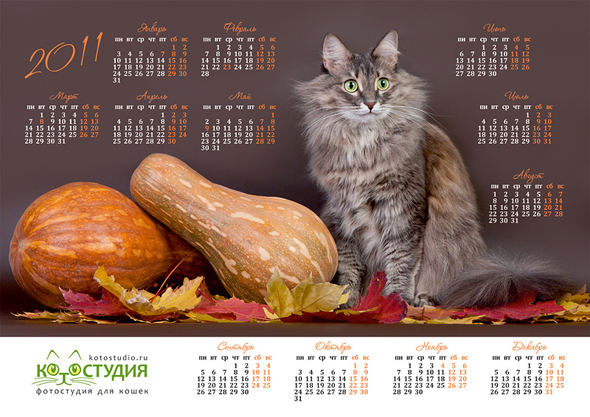 Календари с кошками - Котостудия