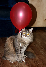Кошка с воздушным шаром